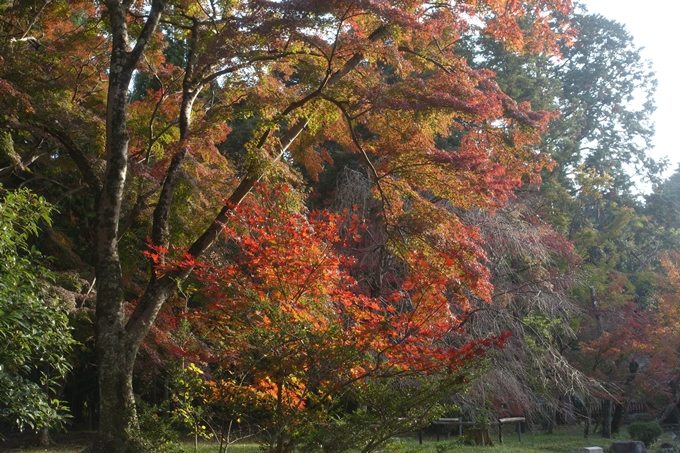 京都紅葉速報2018　その12　赤山禅院・曼殊院門跡・鷺森神社　No38