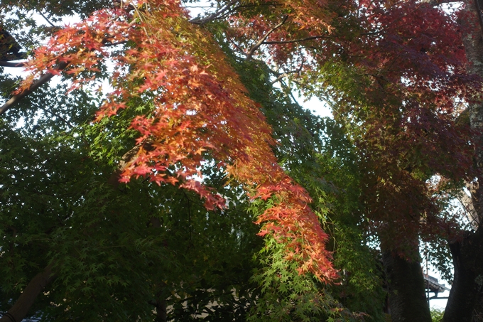 京都紅葉速報2018　その12　赤山禅院・曼殊院門跡・鷺森神社　No39