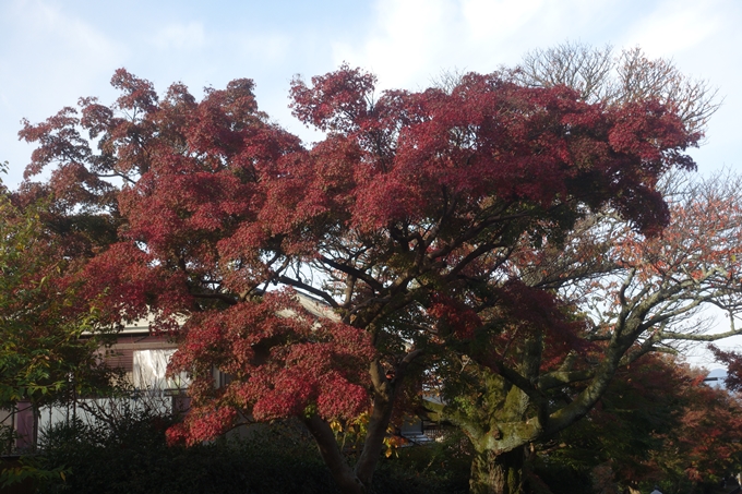 京都紅葉速報2018　その12　赤山禅院・曼殊院門跡・鷺森神社　No40