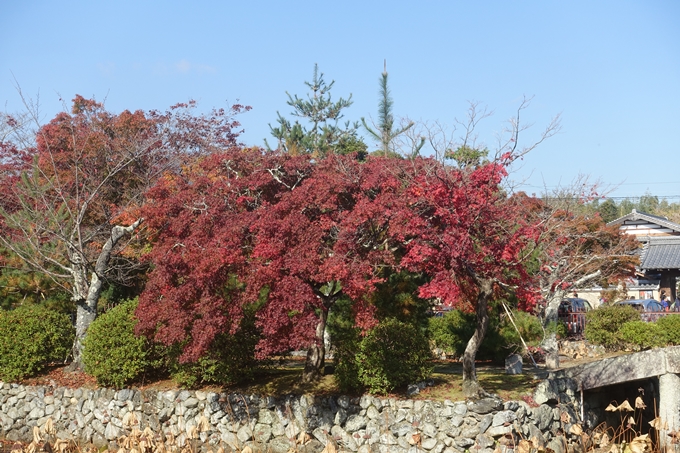 京都紅葉速報2018　その13　嵯峨嵐山　No8