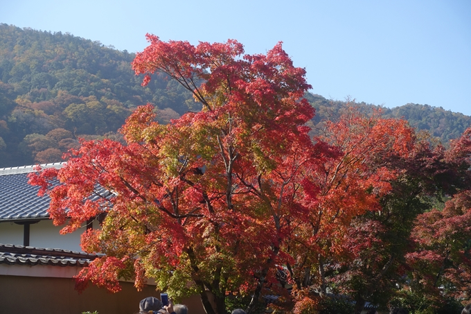 京都紅葉速報2018　その13　嵯峨嵐山　No9