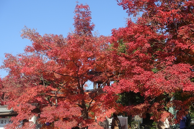 京都紅葉速報2018　その13　嵯峨嵐山　No11