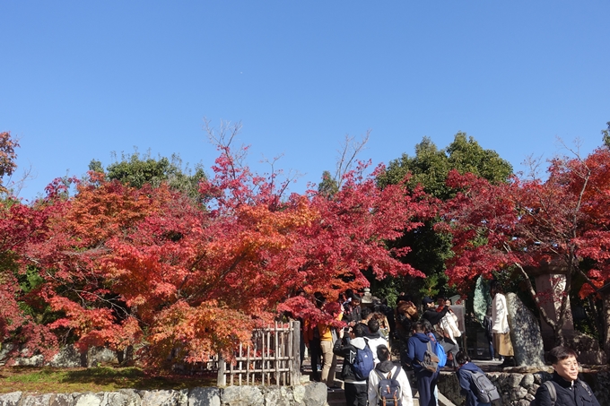 京都紅葉速報2018　その13　嵯峨嵐山　No12