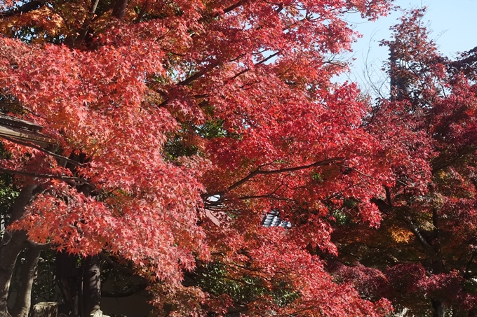 京都紅葉速報2018　その13　嵯峨嵐山　No13