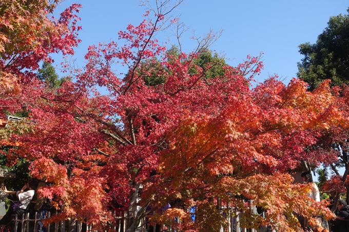 京都紅葉速報2018　その13　嵯峨嵐山　No14