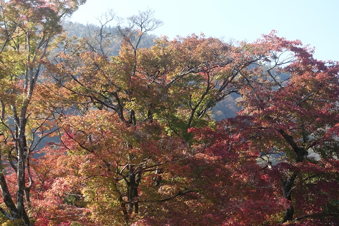 京都紅葉速報2018　その13　嵯峨嵐山　No16