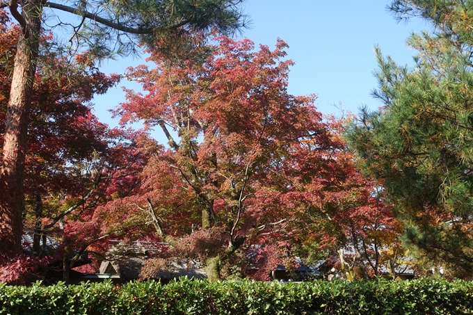 京都紅葉速報2018　その13　嵯峨嵐山　No17