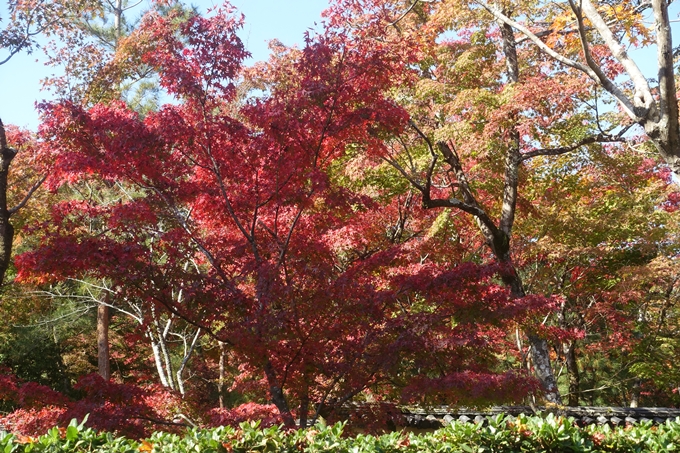 京都紅葉速報2018　その13　嵯峨嵐山　No19