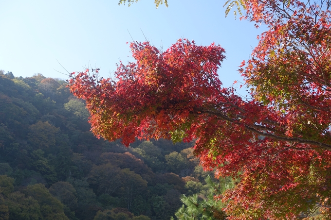 京都紅葉速報2018　その13　嵯峨嵐山　No20