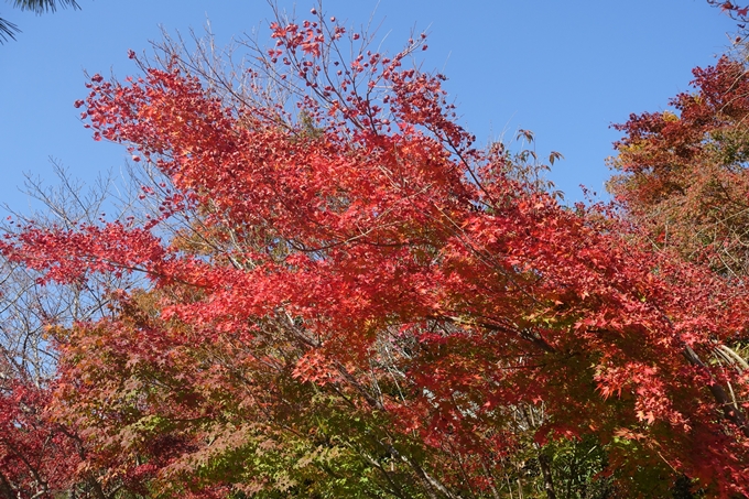 京都紅葉速報2018　その13　嵯峨嵐山　No21