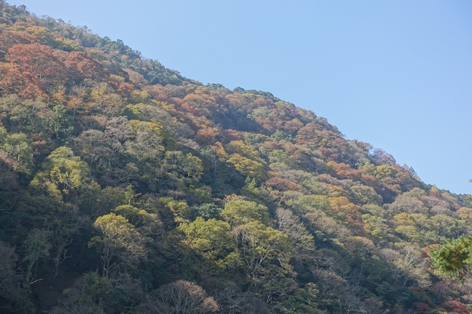 京都紅葉速報2018　その13　嵯峨嵐山　No22