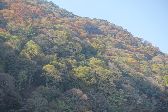 京都紅葉速報2018　その13　嵯峨嵐山　No24