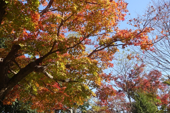 京都紅葉速報2018　その13　嵯峨嵐山　No25