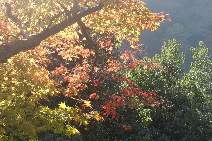 京都紅葉速報2018　その13　嵯峨嵐山　No26