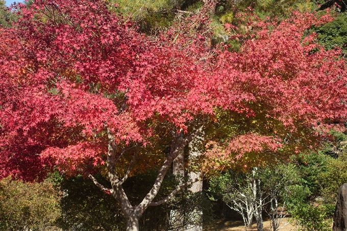 京都紅葉速報2018　その13　嵯峨嵐山　No27