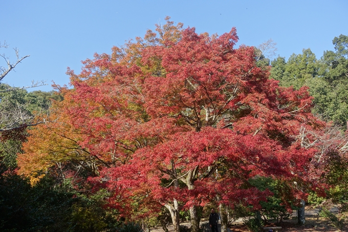 京都紅葉速報2018　その13　嵯峨嵐山　No29