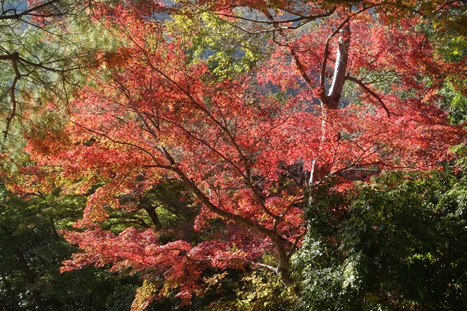 京都紅葉速報2018　その13　嵯峨嵐山　No30