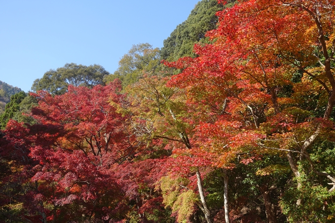 京都紅葉速報2018　その13　嵯峨嵐山　No31