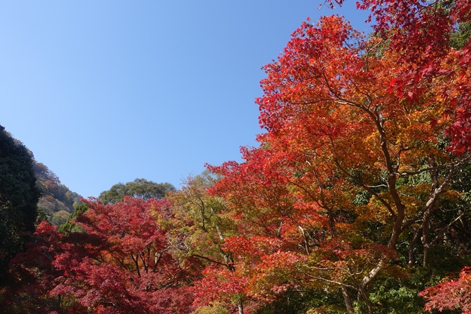 京都紅葉速報2018　その13　嵯峨嵐山　No32