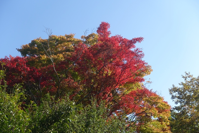 京都紅葉速報2018　その13　嵯峨嵐山　No44