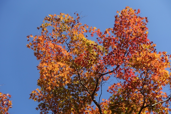 京都紅葉速報2018　その13　嵯峨嵐山　No45