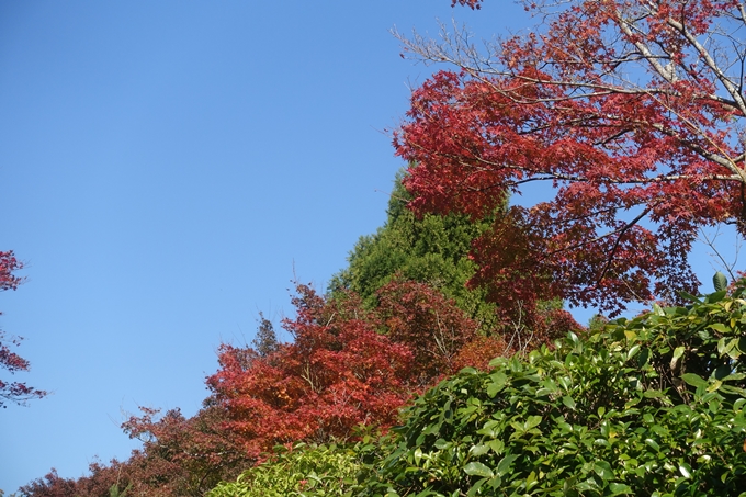 京都紅葉速報2018　その13　嵯峨嵐山　No46