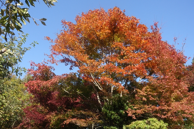 京都紅葉速報2018　その13　嵯峨嵐山　No48