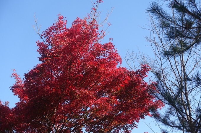 京都紅葉速報2018　その13　嵯峨嵐山　No49