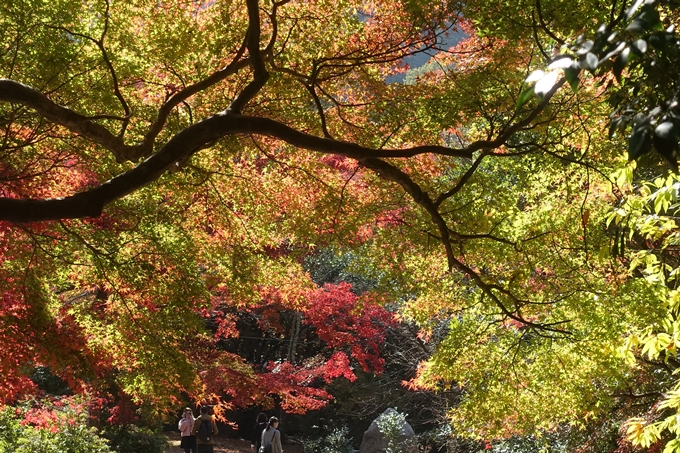 京都紅葉速報2018　その13　嵯峨嵐山　No37