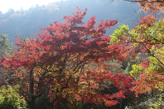 京都紅葉速報2018　その13　嵯峨嵐山　No38