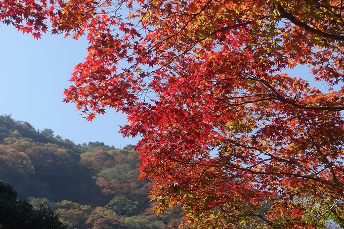 京都紅葉速報2018　その13　嵯峨嵐山　No40