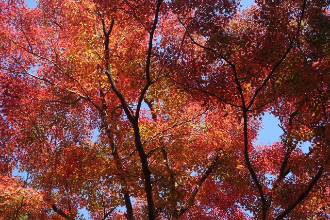 京都紅葉速報2018　その13　嵯峨嵐山　No41