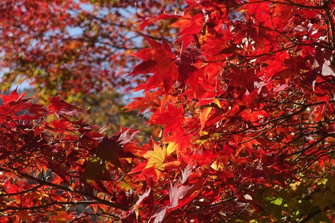 京都紅葉速報2018　その13　嵯峨嵐山　No42