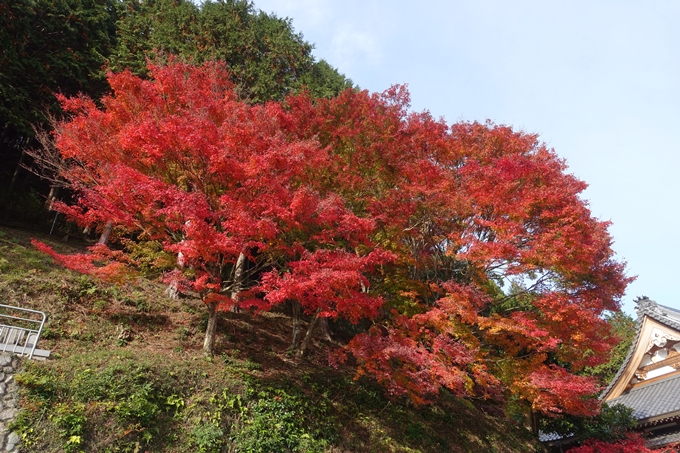 京都紅葉速報2018　その14　興禅寺・龍穏寺・摩気神社　No3