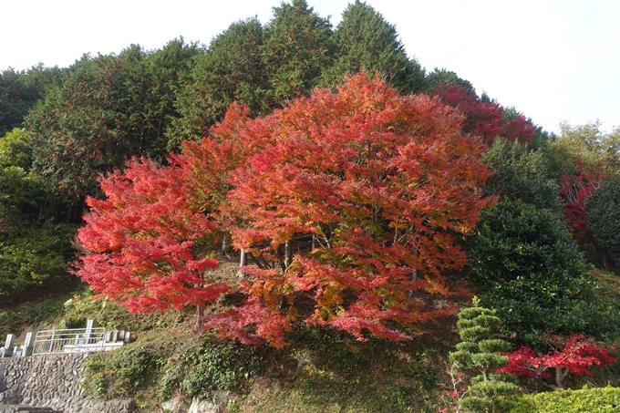 京都紅葉速報2018　その14　興禅寺・龍穏寺・摩気神社　No4