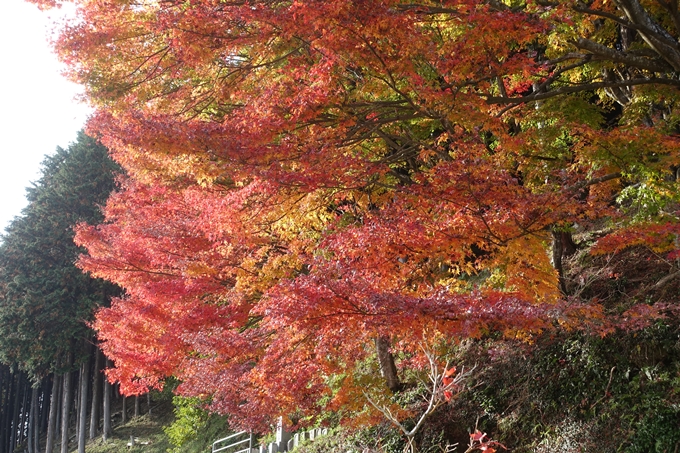 京都紅葉速報2018　その14　興禅寺・龍穏寺・摩気神社　No5