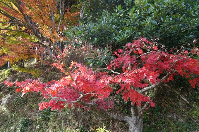 京都紅葉速報2018　その14　興禅寺・龍穏寺・摩気神社　No6