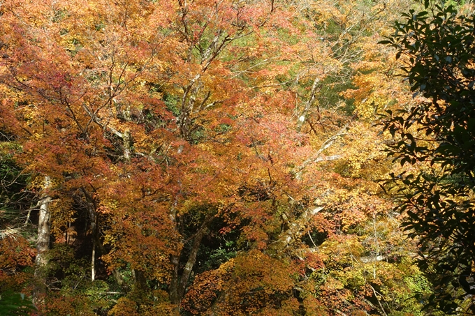 京都紅葉速報2018　その14　興禅寺・龍穏寺・摩気神社　No11