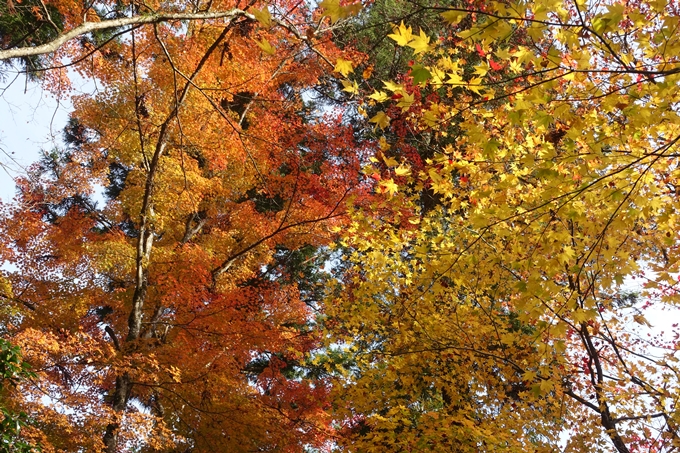 京都紅葉速報2018　その14　興禅寺・龍穏寺・摩気神社　No14