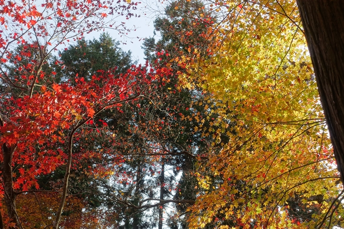 京都紅葉速報2018　その14　興禅寺・龍穏寺・摩気神社　No15