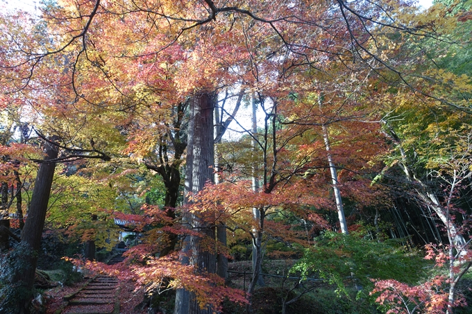 京都紅葉速報2018　その14　興禅寺・龍穏寺・摩気神社　No17