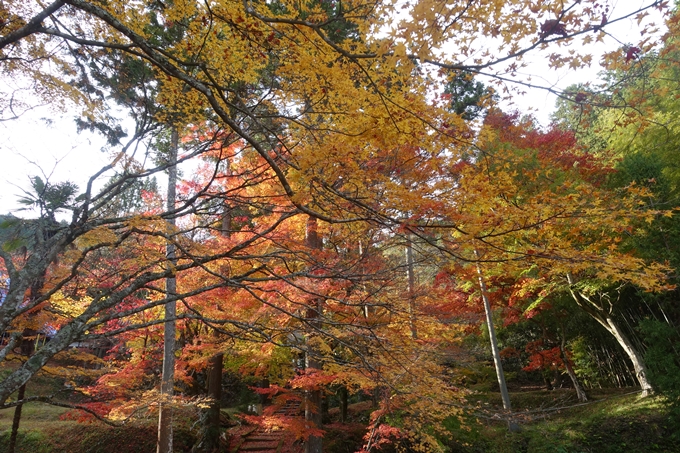 京都紅葉速報2018　その14　興禅寺・龍穏寺・摩気神社　No18