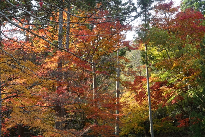 京都紅葉速報2018　その14　興禅寺・龍穏寺・摩気神社　No19