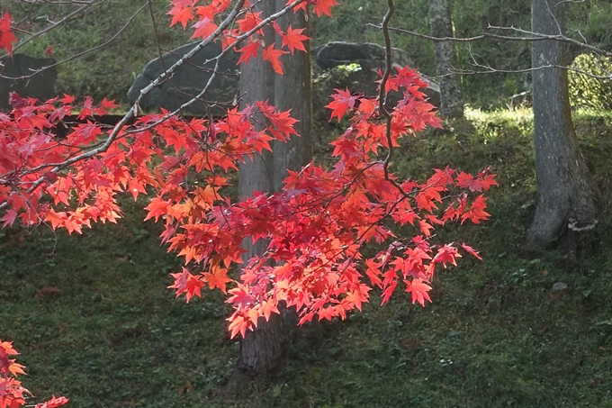 京都紅葉速報2018　その14　興禅寺・龍穏寺・摩気神社　No20