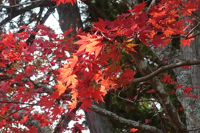 京都紅葉速報2018　その14　興禅寺・龍穏寺・摩気神社　No21