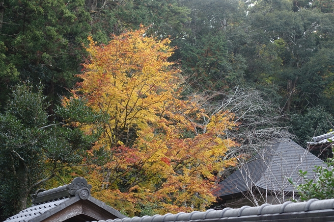 京都紅葉速報2018　その14　興禅寺・龍穏寺・摩気神社　No22