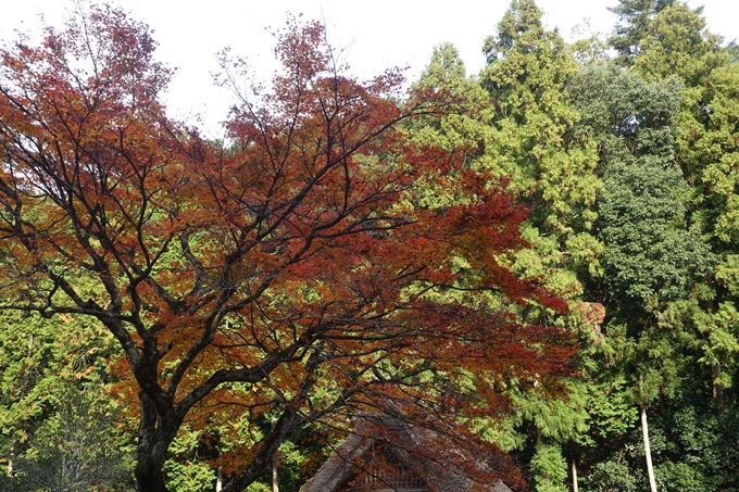 京都紅葉速報2018　その14　興禅寺・龍穏寺・摩気神社　No23