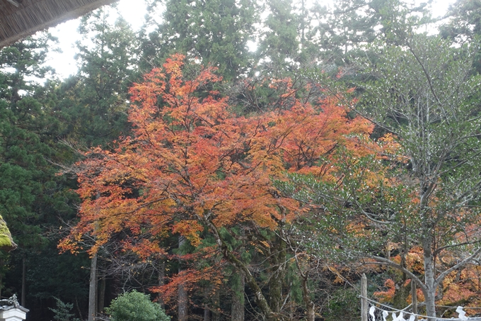 京都紅葉速報2018　その14　興禅寺・龍穏寺・摩気神社　No25