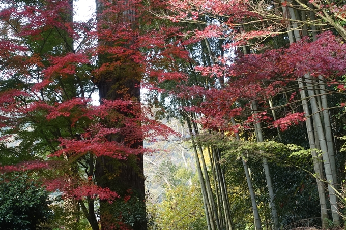 京都紅葉速報2018　その14　興禅寺・龍穏寺・摩気神社　No26