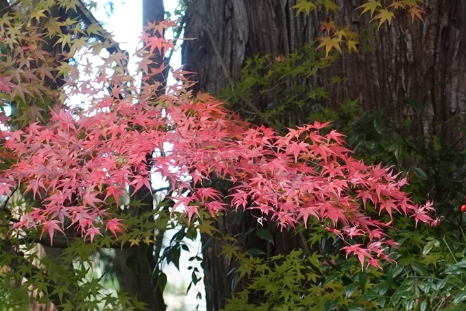 京都紅葉速報2018　その14　興禅寺・龍穏寺・摩気神社　No27